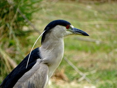 Nycticorax nycticorax
