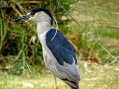 Nycticorax nycticorax