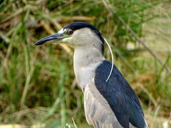 Nycticorax nycticorax