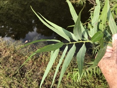 Salix caroliniana