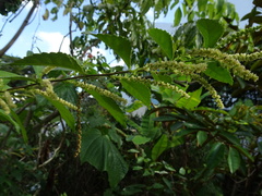 Acalypha siamensis