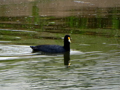 Fulica leucoptera