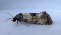 Neocochylis dubitana