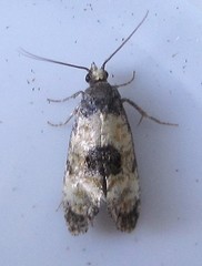Neocochylis dubitana