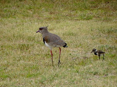 Vanellus chilensis