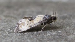 Neocochylis dubitana