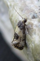 Neocochylis dubitana