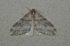 Operophtera relegata