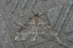 Operophtera relegata