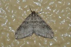 Operophtera relegata