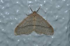 Operophtera rectipostmediana