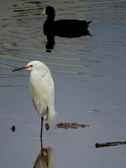 Egretta thula