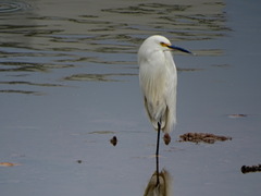Egretta thula