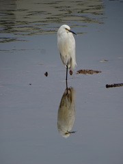 Egretta thula