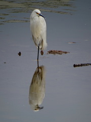 Egretta thula