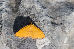 Idaea flaveolaria