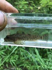 Cottus caeruleomentum