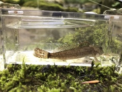 Cottus caeruleomentum