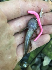 Cottus caeruleomentum