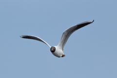 Chroicocephalus ridibundus