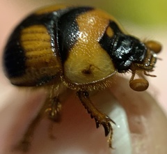Bolbocerosoma hamatum