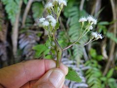 Procecidochares alani