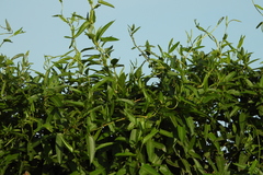 Muehlenbeckia sagittifolia