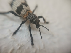 Aegorhinus phaleratus