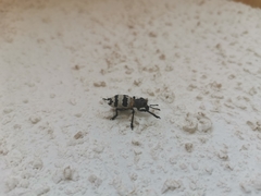 Aegorhinus phaleratus