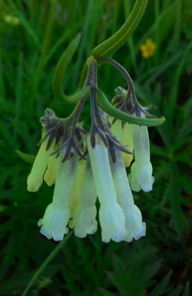 Daurian lungwort