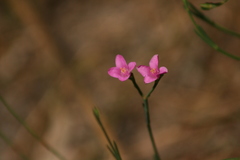 Boronia spathulata
