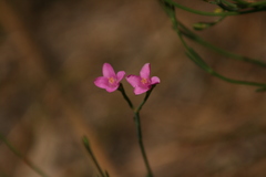 Boronia spathulata