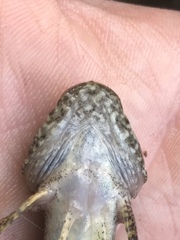 Cottus girardi