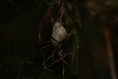 Bothriembryon kingii