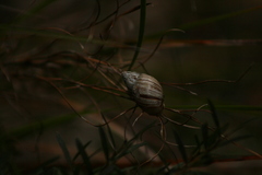 Bothriembryon kingii