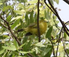 Zosterops anderssoni