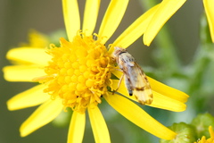 Sphenella marginata