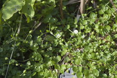 Arenaria rotundifolia