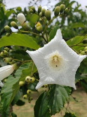 Magnoliopsida