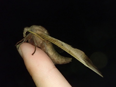 Marumba gaschkewitschii
