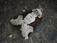 Wilemanus bidentatus