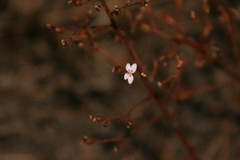 Stylidium assimile