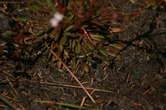 Stylidium assimile