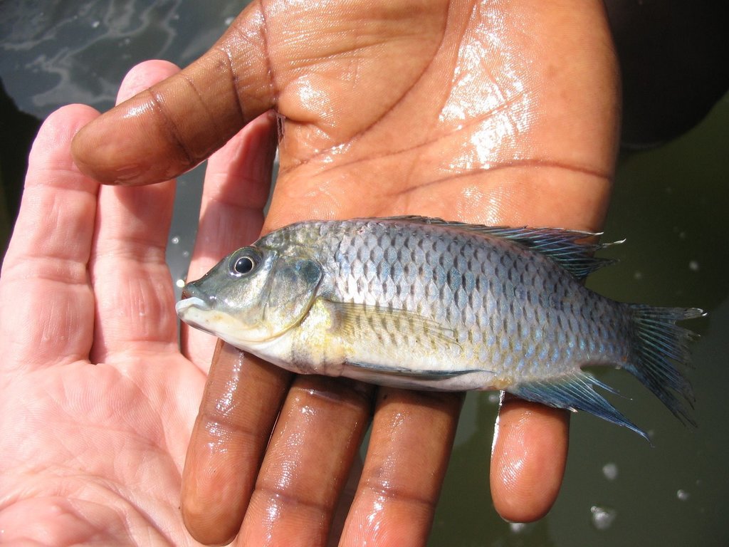 Busuma tilapia (Tilapia busumana) — Cichlidae
