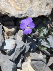 Viola cenisia