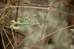 Empusa pennicornis