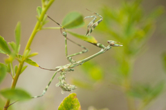 Empusa pennicornis