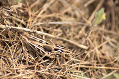 Arcyptera microptera