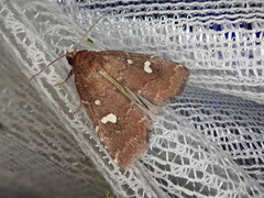 Acosmetia biguttula