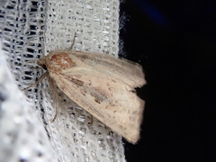 Archanara resoluta